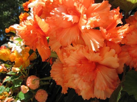 B. ‘Apricot Showers’